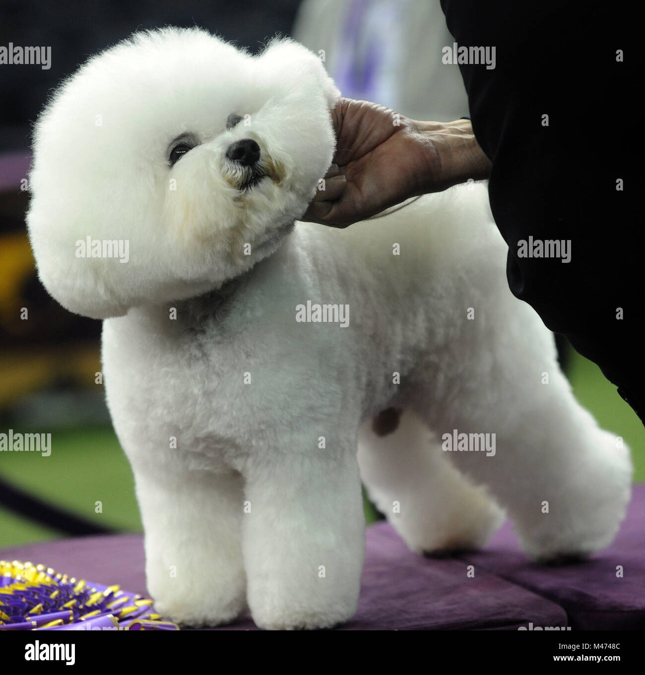 New York, USA. 13th Feb, 2018. Best in Show winner Flynn, a Bichon Frise, poses for photos at the conclusion of the 142nd Westminster Kennel Club Dog Show at The Piers on February 13, 2018 in New York City. The show is scheduled to see 2,882 dogs from all 50 states take part in this year's competition. Credit: Hoo Me.Com/Media Punch/Alamy Live News Stock Photo