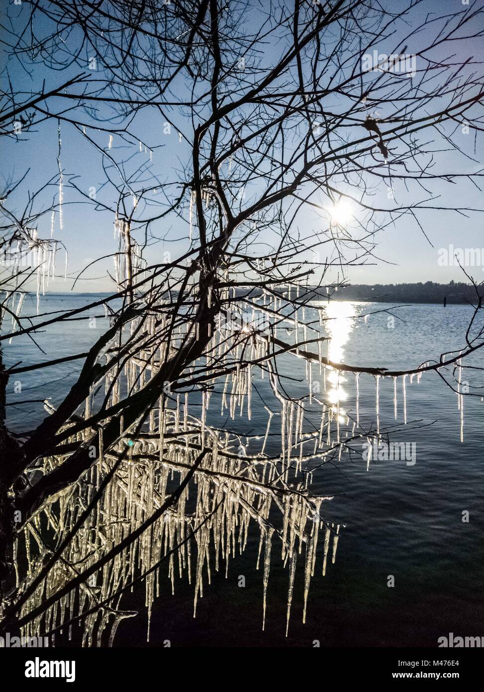 Starnberg, Bavaria, Germany. 13th Feb, 2018. Icicles hang off a tree at Lake Starnberg, near Munich, Bavaria. The region has had several days of bitter cold. Credit: Sachelle Babbar/ZUMA Wire/Alamy Live News Stock Photo