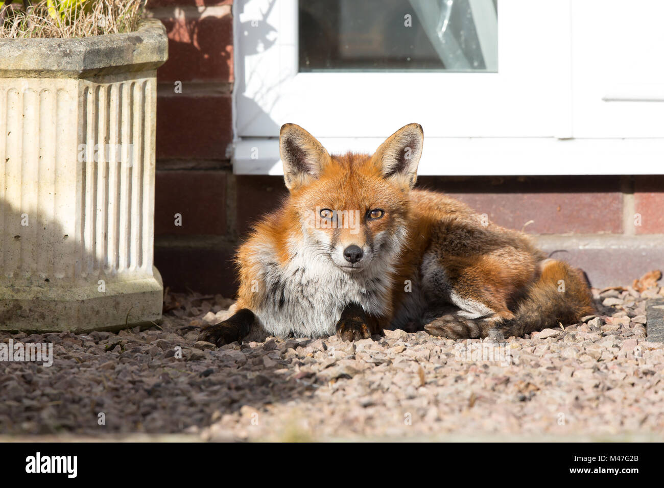 Kidderminster, UK. 15th February, 2018. UK weather: a wild, urban red fox (Vulpes vulpes) is isolated outdoors, quietly enjoying the glorious winter sunshine, relaxing in a UK back garden, sitting by the back door! Credit: Lee Hudson/Alamy Live News Stock Photo
