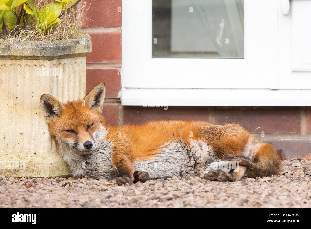 Kidderminster, UK.15th February, 2018. UK weather: an urban red fox (Vulpes vulpes) is taking it easy sleeping in a quiet Worcestershire garden, happily sunbathing, soaking up the winter sunshine. Credit: Lee Hudson/Alamy Live News Stock Photo