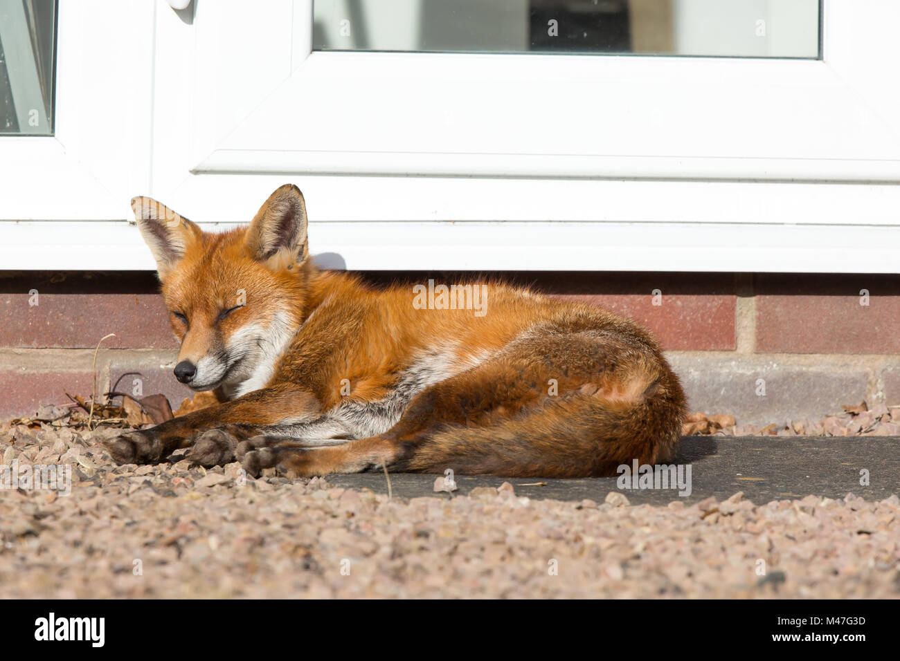 Kidderminster, UK. 15th February, 2018. UK weather: a wild, urban red fox (Vulpes vulpes) is isolated outdoors, quietly enjoying the glorious winter sunshine, relaxing in a UK back garden, sitting by the back door! Credit: Lee Hudson/Alamy Live News Stock Photo