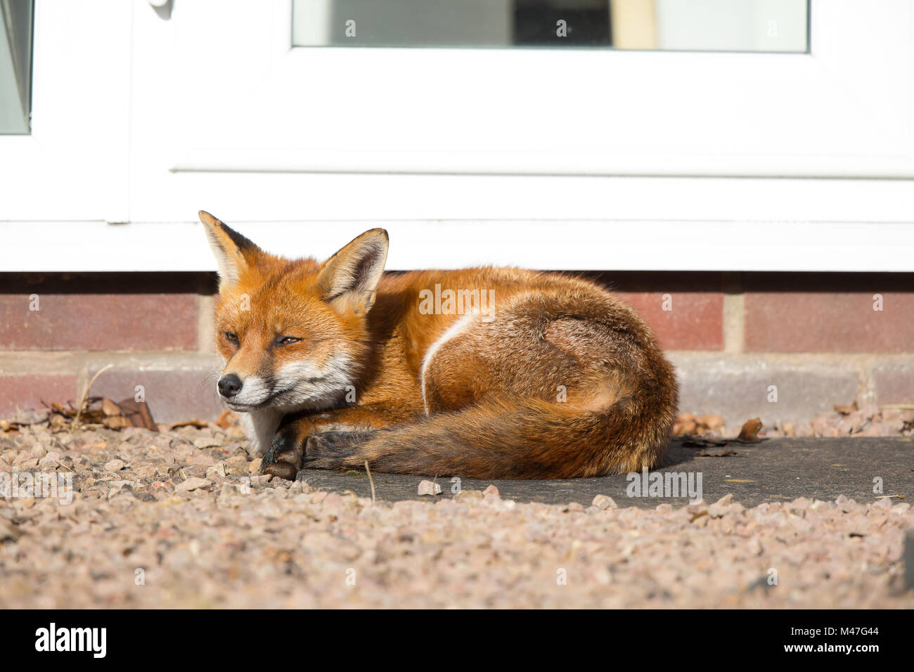 Kidderminster, UK. 15th February, 2018. UK weather: a wild, urban red fox (Vulpes vulpes) is isolated outdoors, quietly enjoying the glorious winter sunshine, relaxing in a UK garden, eyes closed, sitting by the back door! Credit: Lee Hudson/Alamy Live News Stock Photo