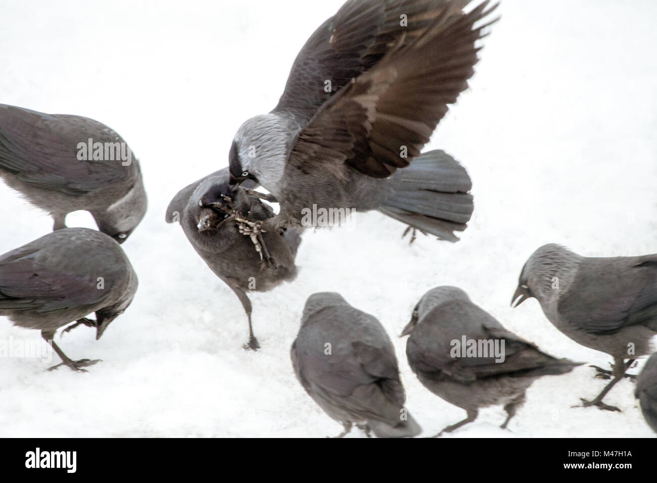 Bird aggression Stock Photo