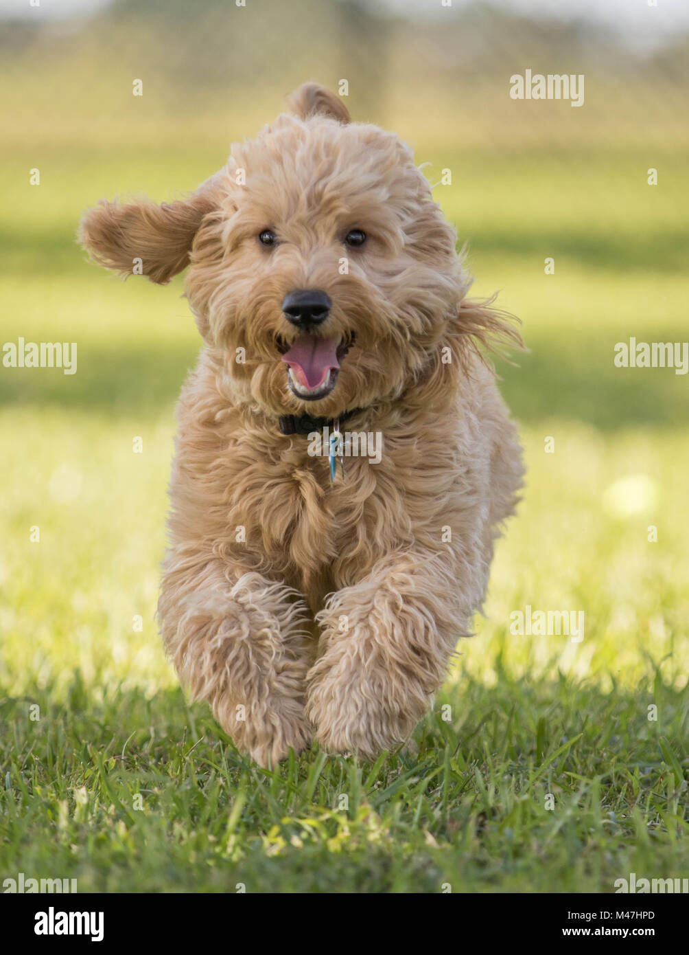 Toward camera hi-res stock photography and images - Alamy