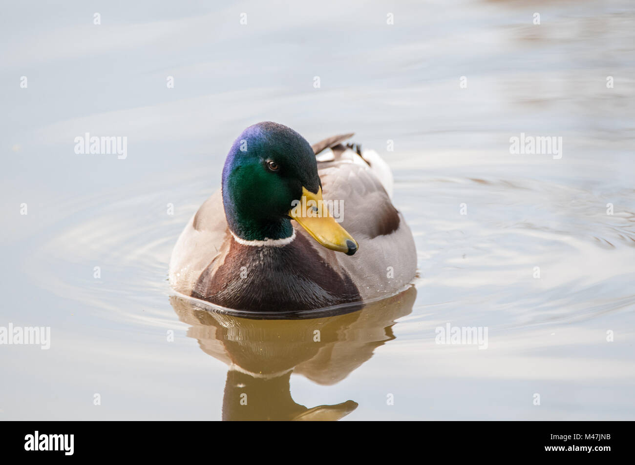 male wild duck, mallard, Anas platyrhynchos, swimming in a lake, Santpedor, Catalonia, Spain Stock Photo