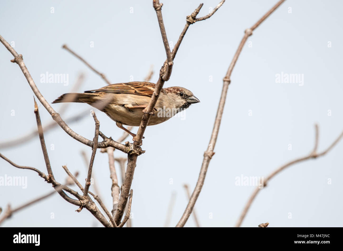 house sparrow, Passer domesticus, on a tree branch, Santpedor, Catalonia, Spain Stock Photo