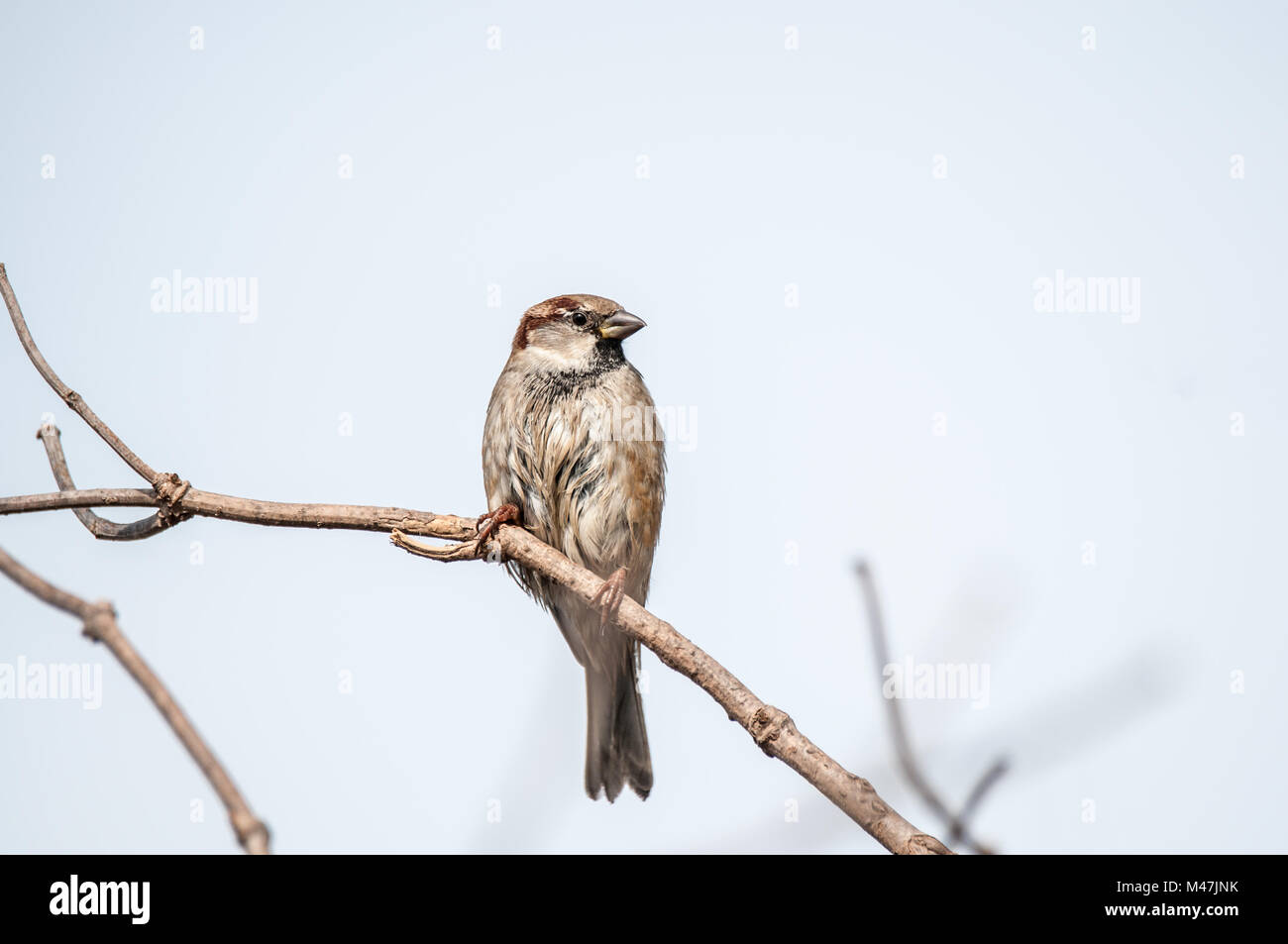 house sparrow, Passer domesticus, on a tree branch, Santpedor, Catalonia, Spain Stock Photo