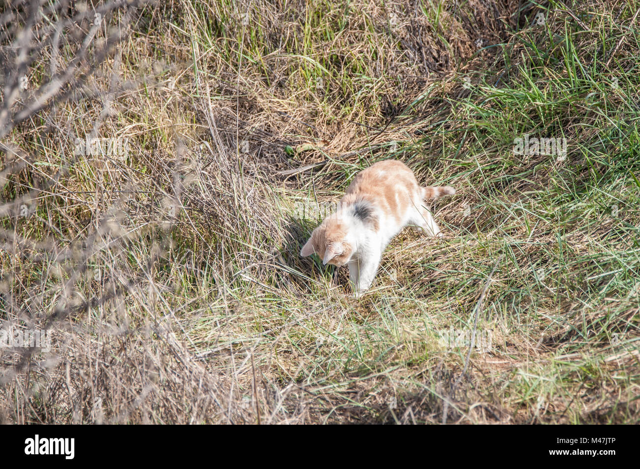 File:Felis silvestris catus lying on rice straw.jpg - Wikipedia