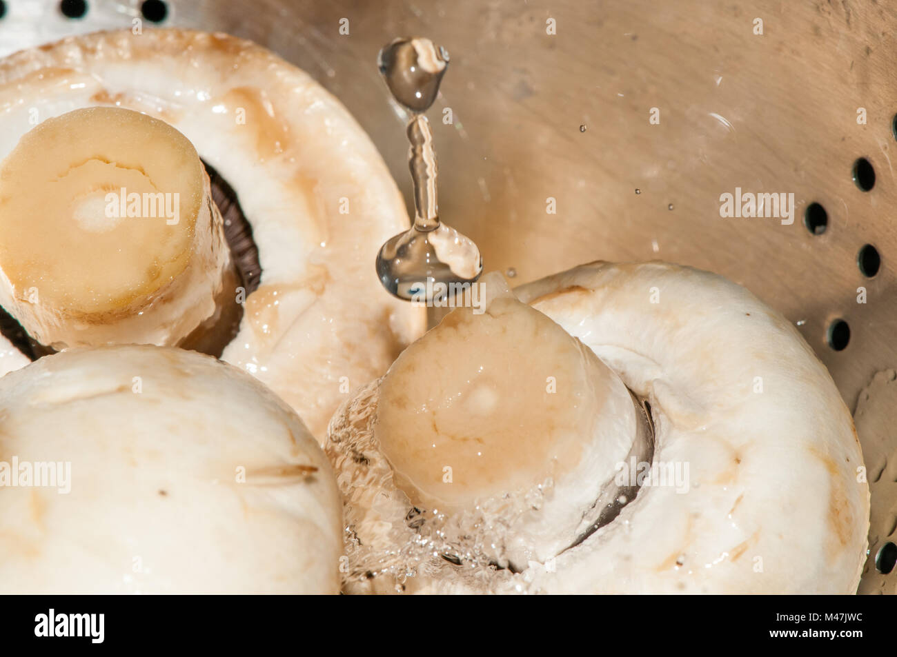 washing champignons, Agaricus bisporus Stock Photo