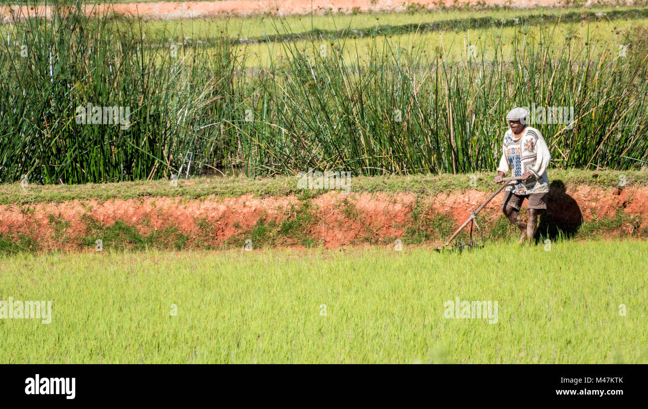 Working Paddy Fields by Hand, Southern Madagascar Stock Photo