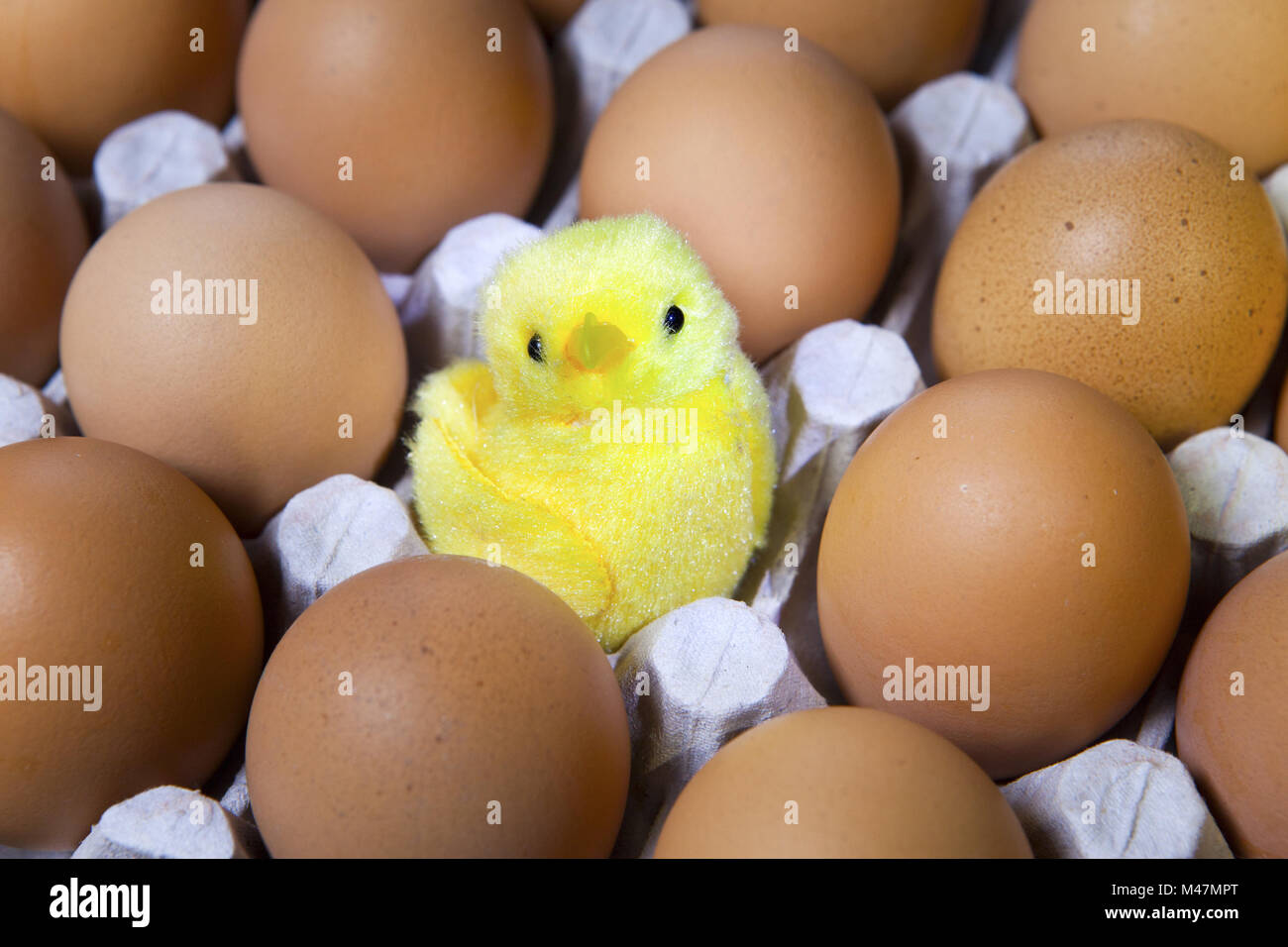 toy chicken in shell of egg between eggs in packing Stock Photo