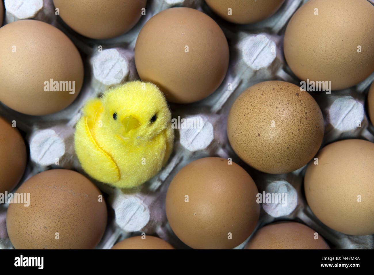Baby bird in egg shell hires stock photography and images Alamy