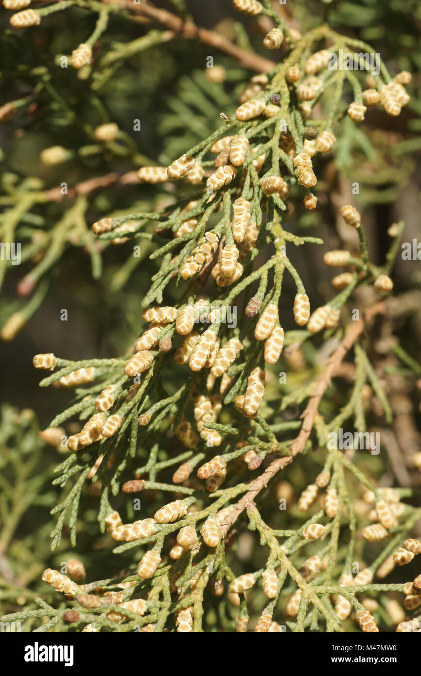 Cupressus sempervirens, Italian Cypress, flowers Stock Photo