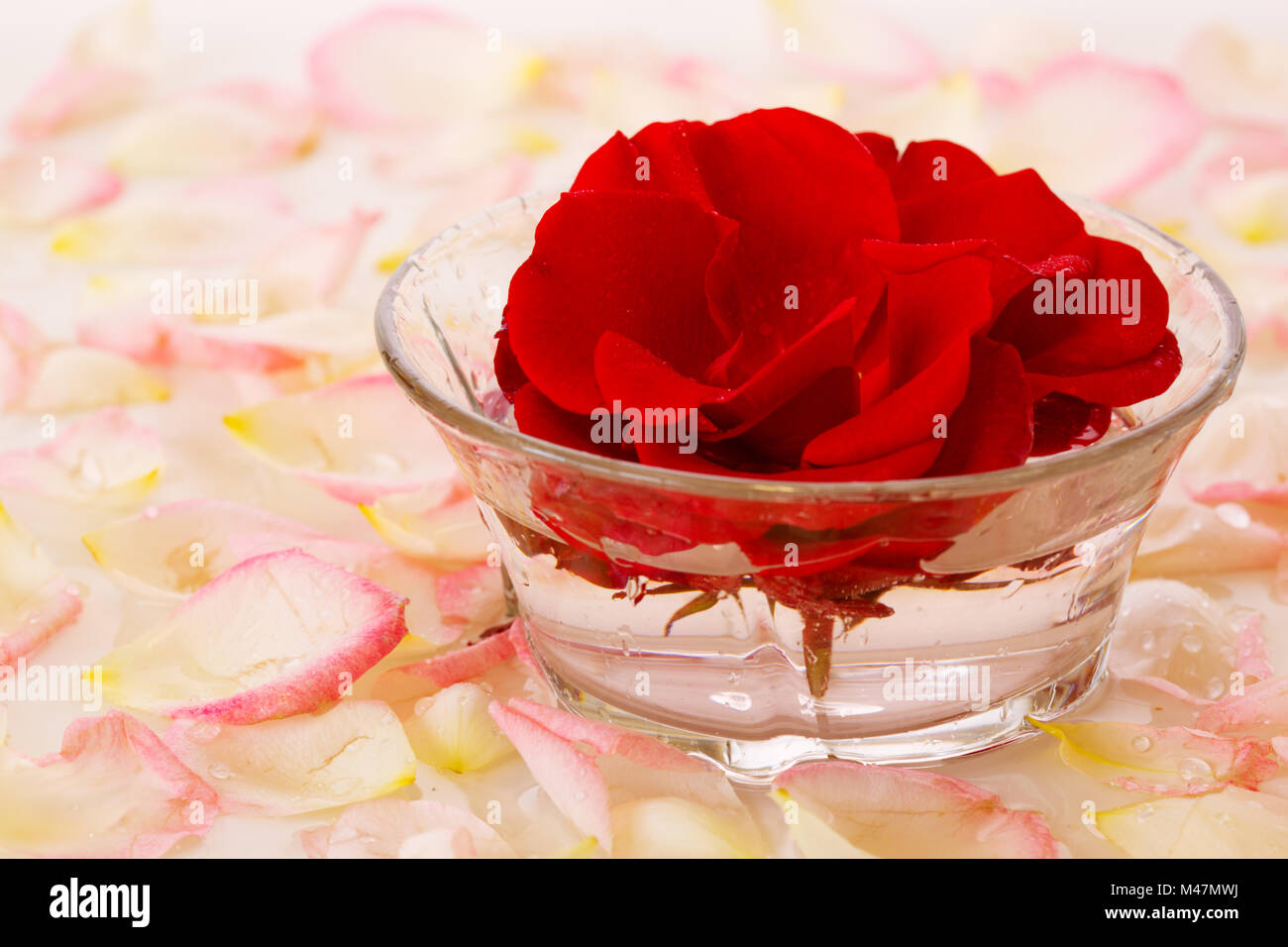 Red Rose In A Bowl Of Water And White Petals Stock Photo Alamy Red Rose In A Bowl Of Water And White Petals Stock Photo Alamy