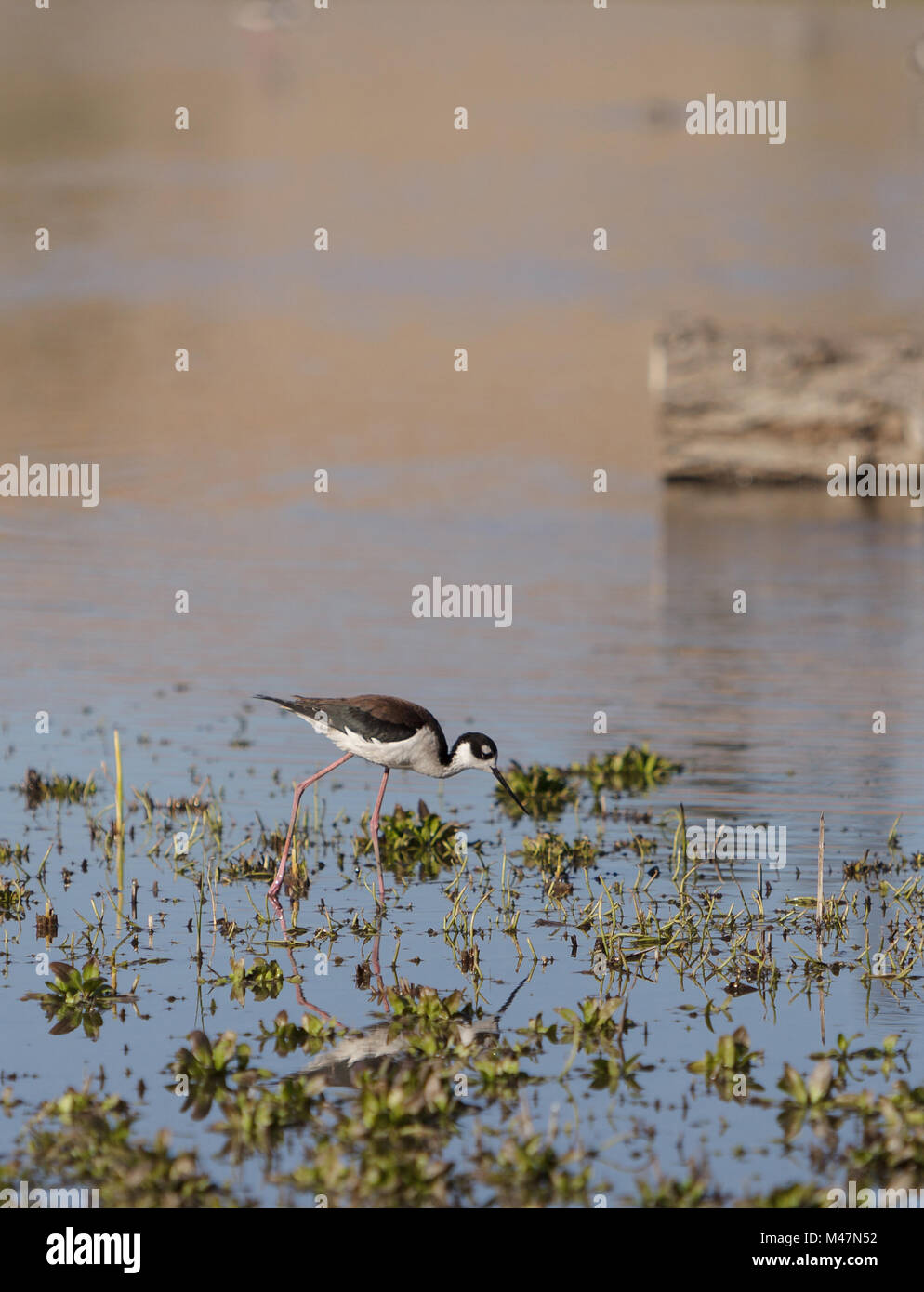 Black-necked stilt, Himantopus mexicanus, shore bird Stock Photo