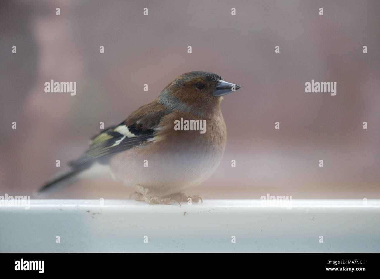 A chaffinch in side view sitting on a railing. Stock Photo