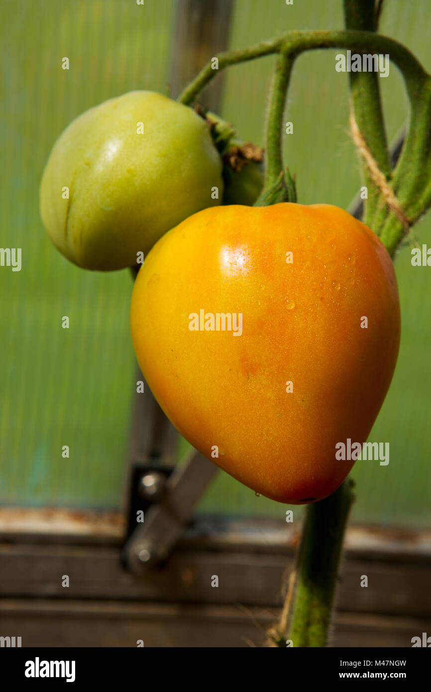 Orange russian tomatoes hi-res stock photography and images - Alamy
