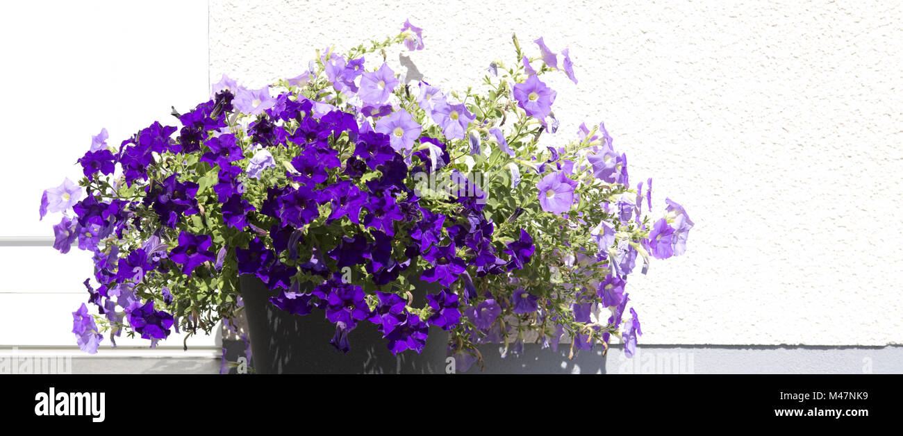 Purple petunias at the height of their glory in springtime. Stock Photo