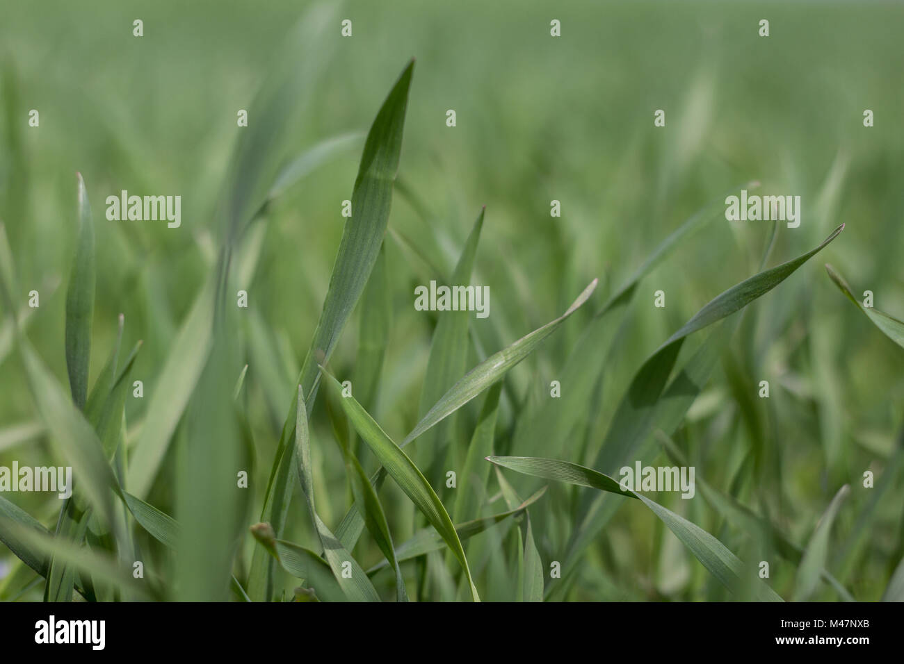inside meadow, grass macro - nature background Stock Photo