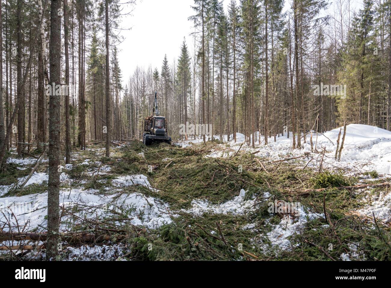 Image of logger rides through forest after felling Stock Photo