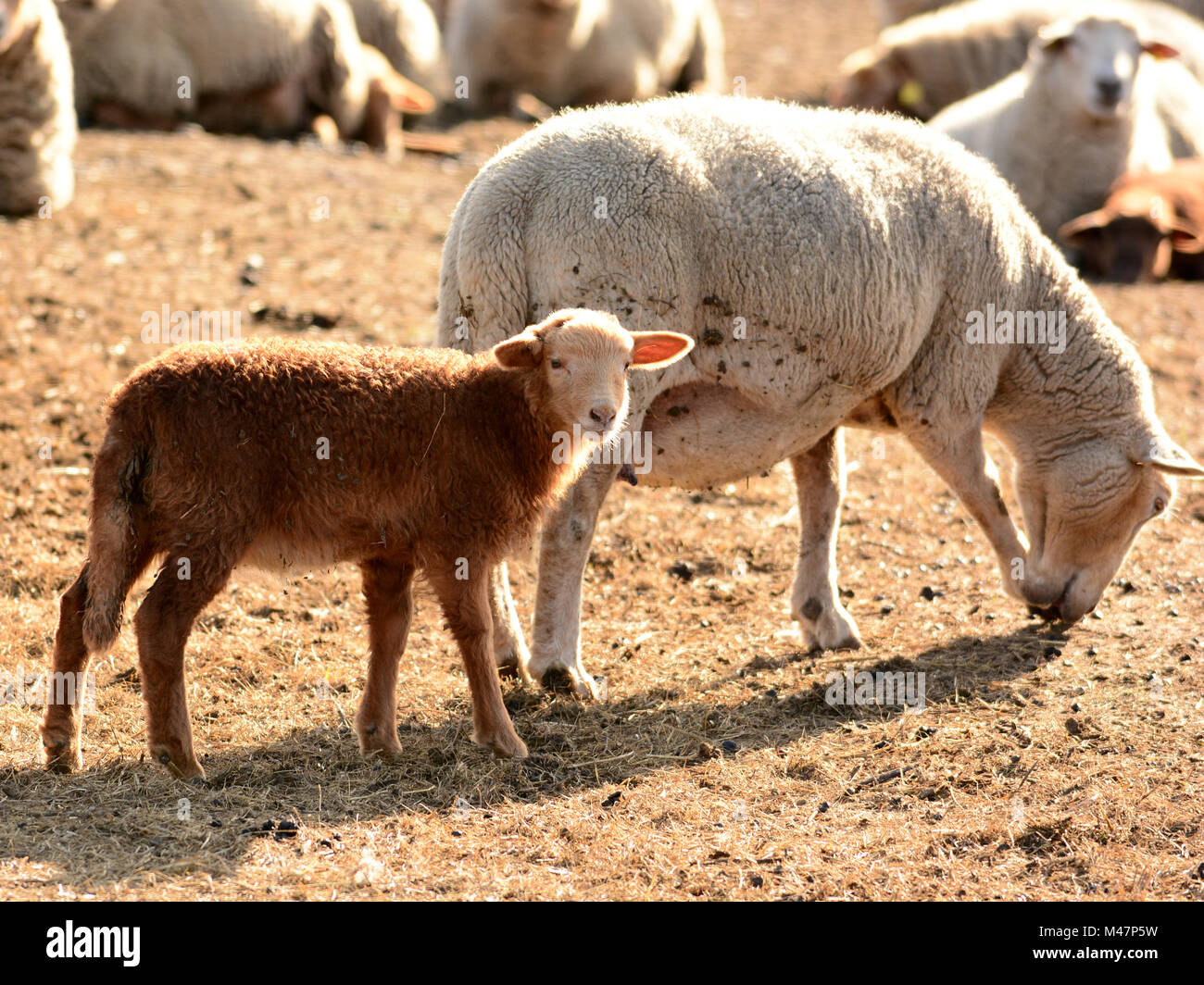 sheep baby Stock Photo