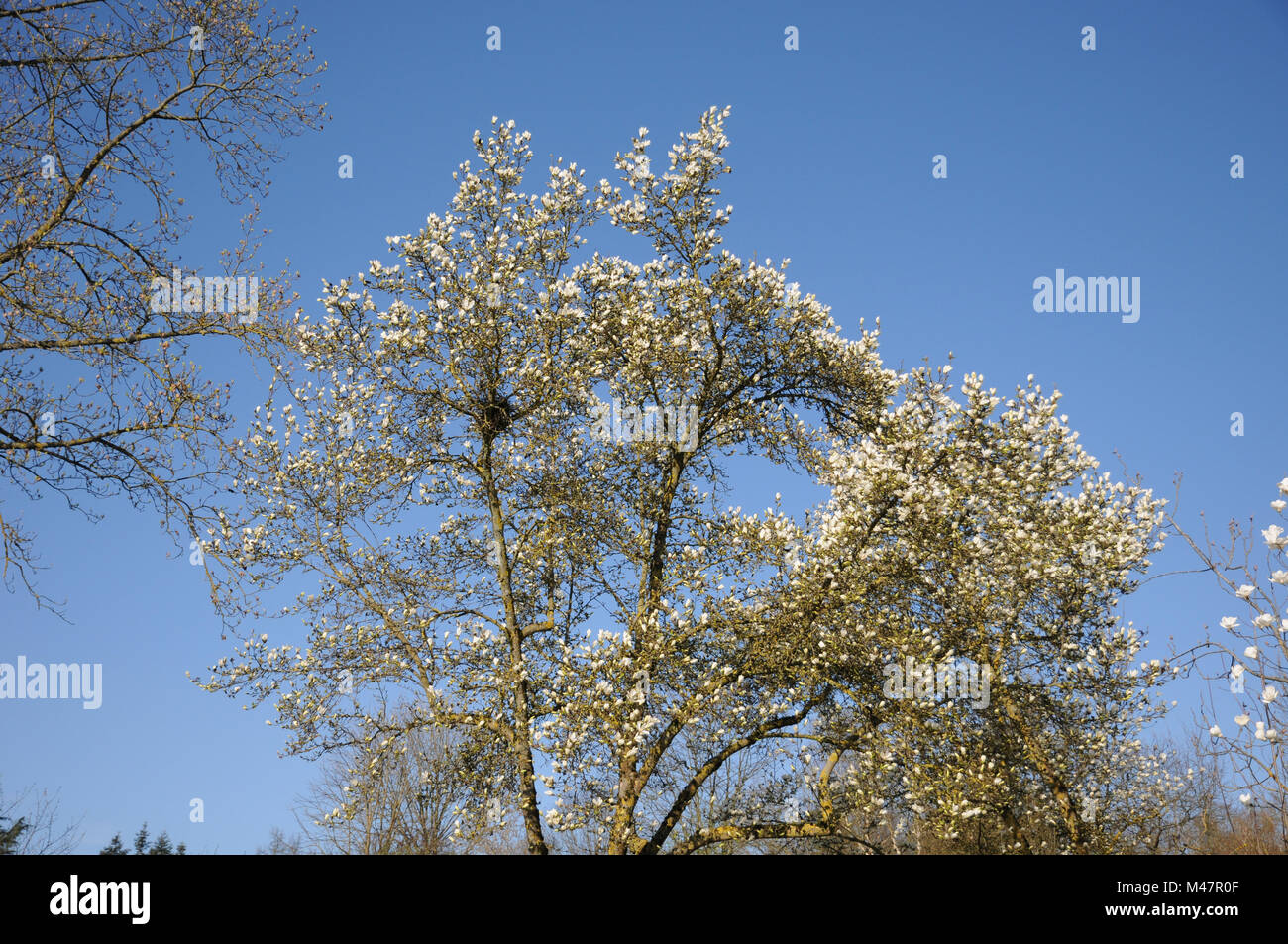 Magnolia kobus var. borealis, Kobushi Magnolia Stock Photo
