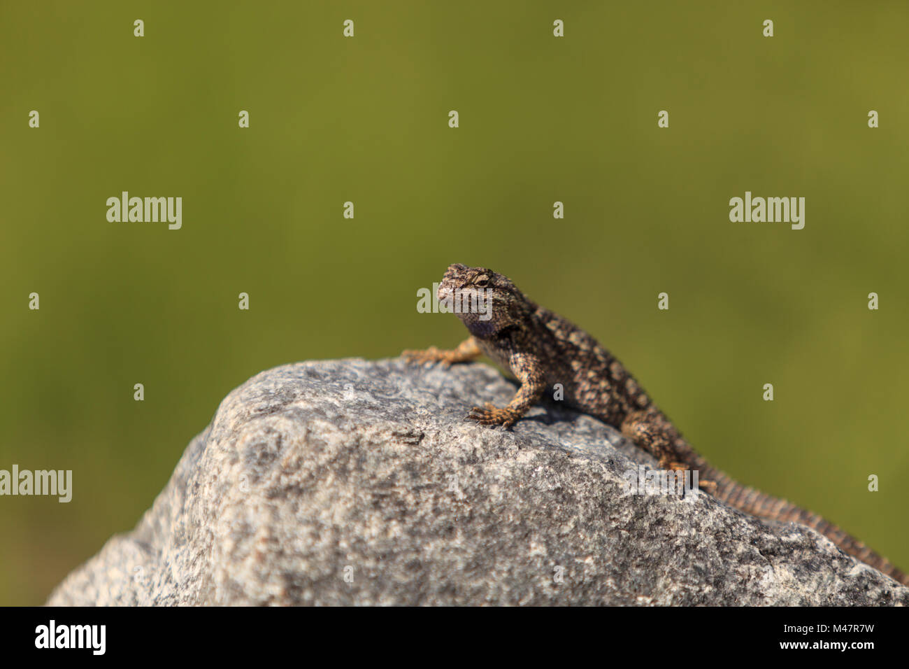 Brown common fence lizard, Sceloporus occidentalis Stock Photo