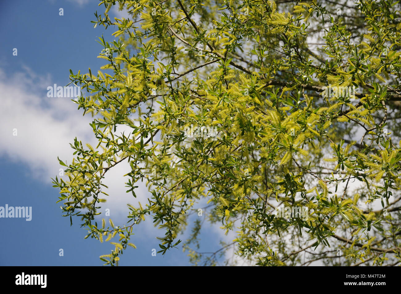 Salix alba, Silver willow, flowering male tree Stock Photo Alamy