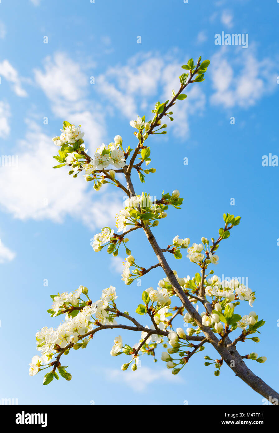tree branch with flowers against the sky with clouds Stock Photo - Alamy