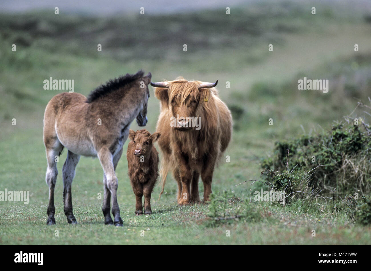 Highland Cattle, female with calf and Exmoor Pony foal Stock Photo
