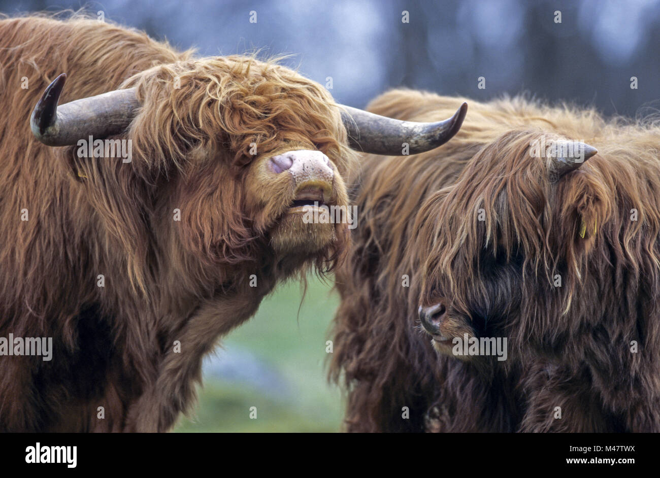 Highland Cattle, their meat is low in cholesterol Stock Photo