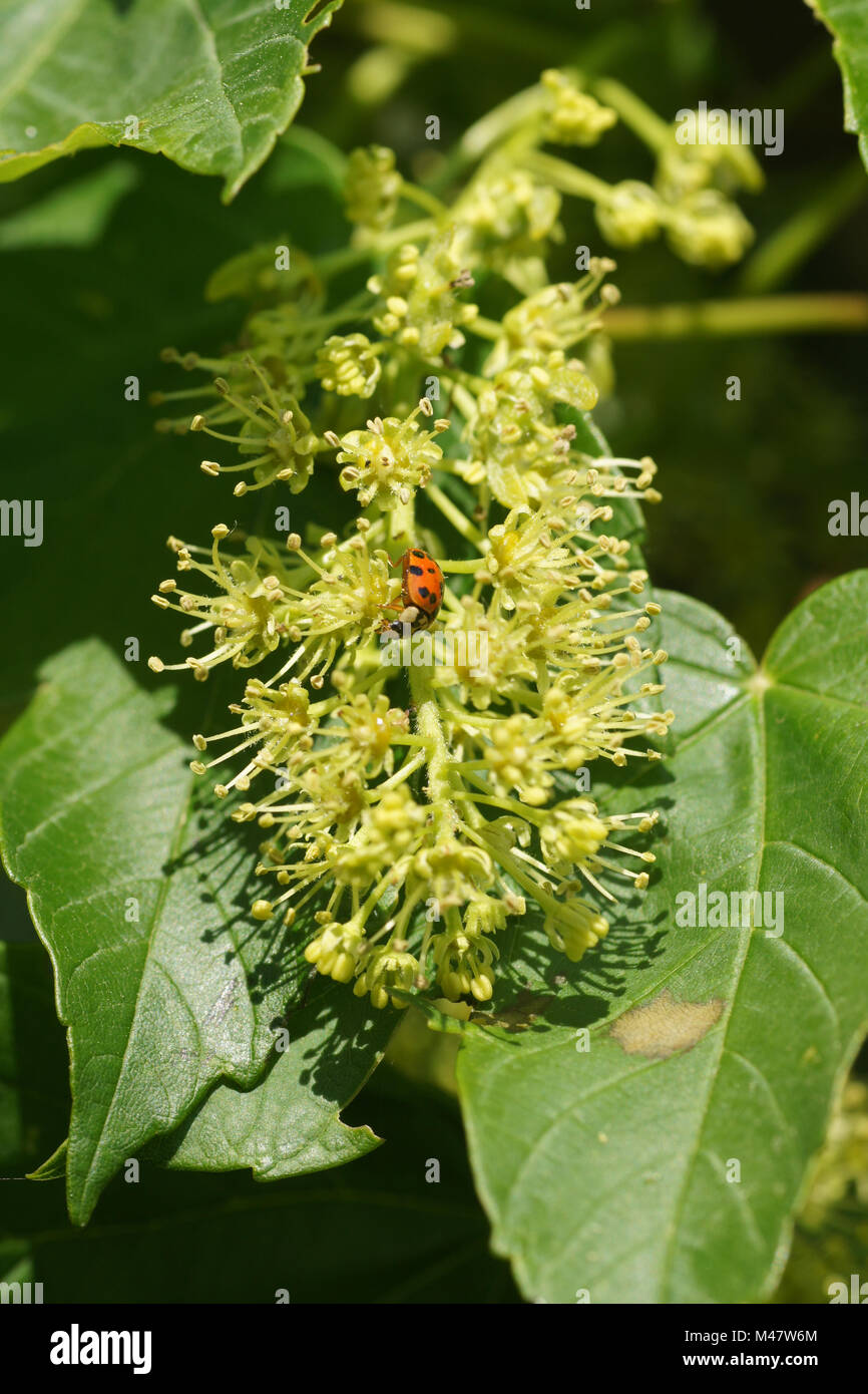 sycamore-flowers-high-resolution-stock-photography-and-images-alamy