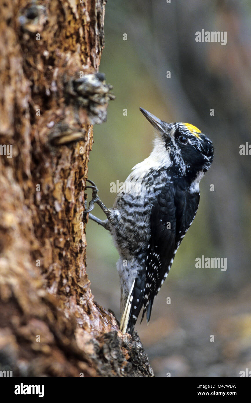 Eurasian Three-toed Woodpecker is normally a permanent resident Stock Photo