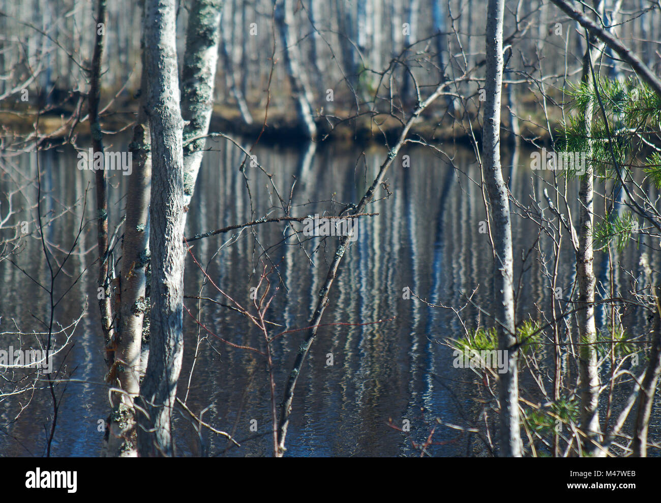 Trees in water hi-res stock photography and images - Alamy