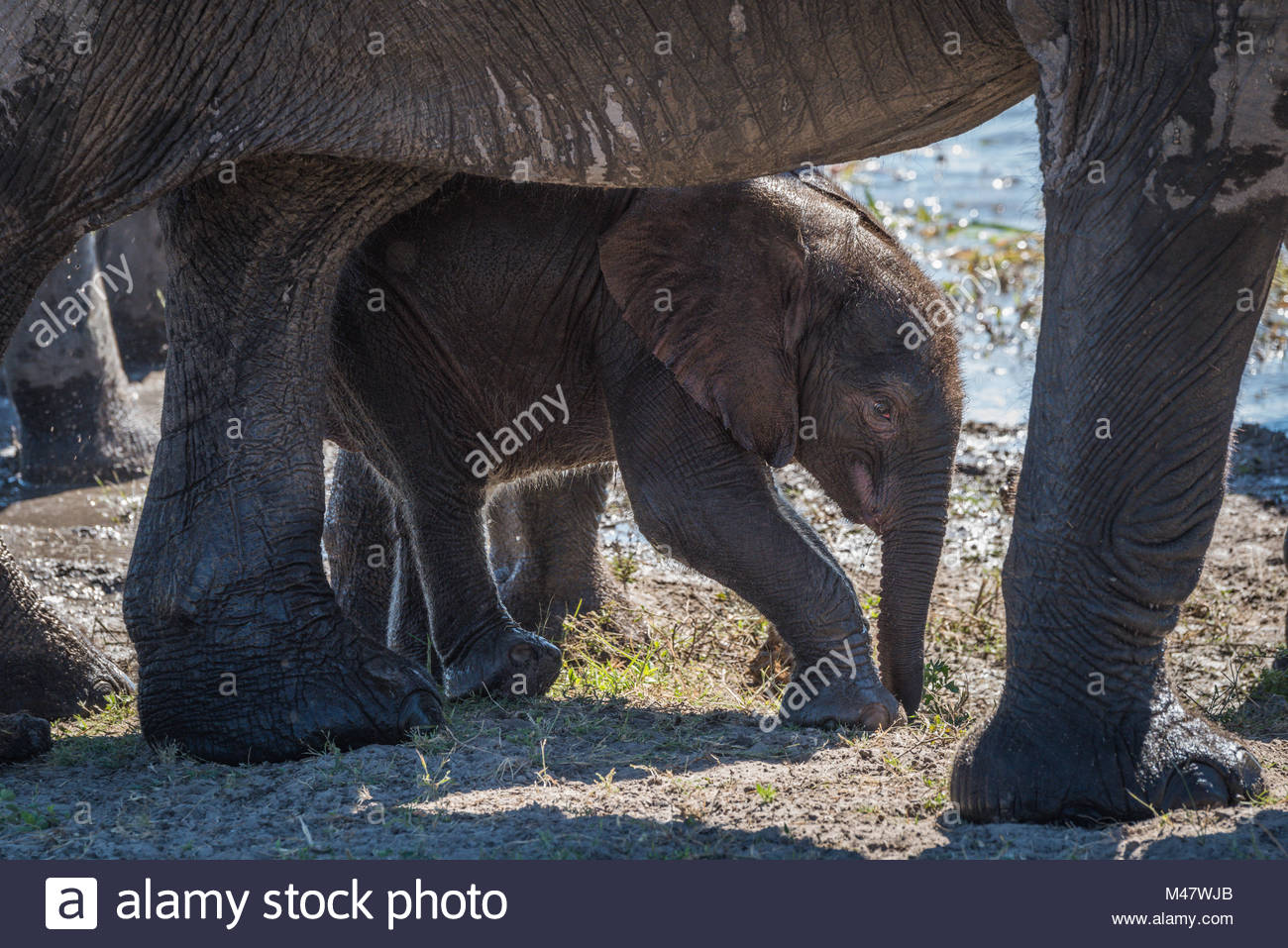 Elephant Legs Stock Photos & Elephant Legs Stock Images - Alamy
