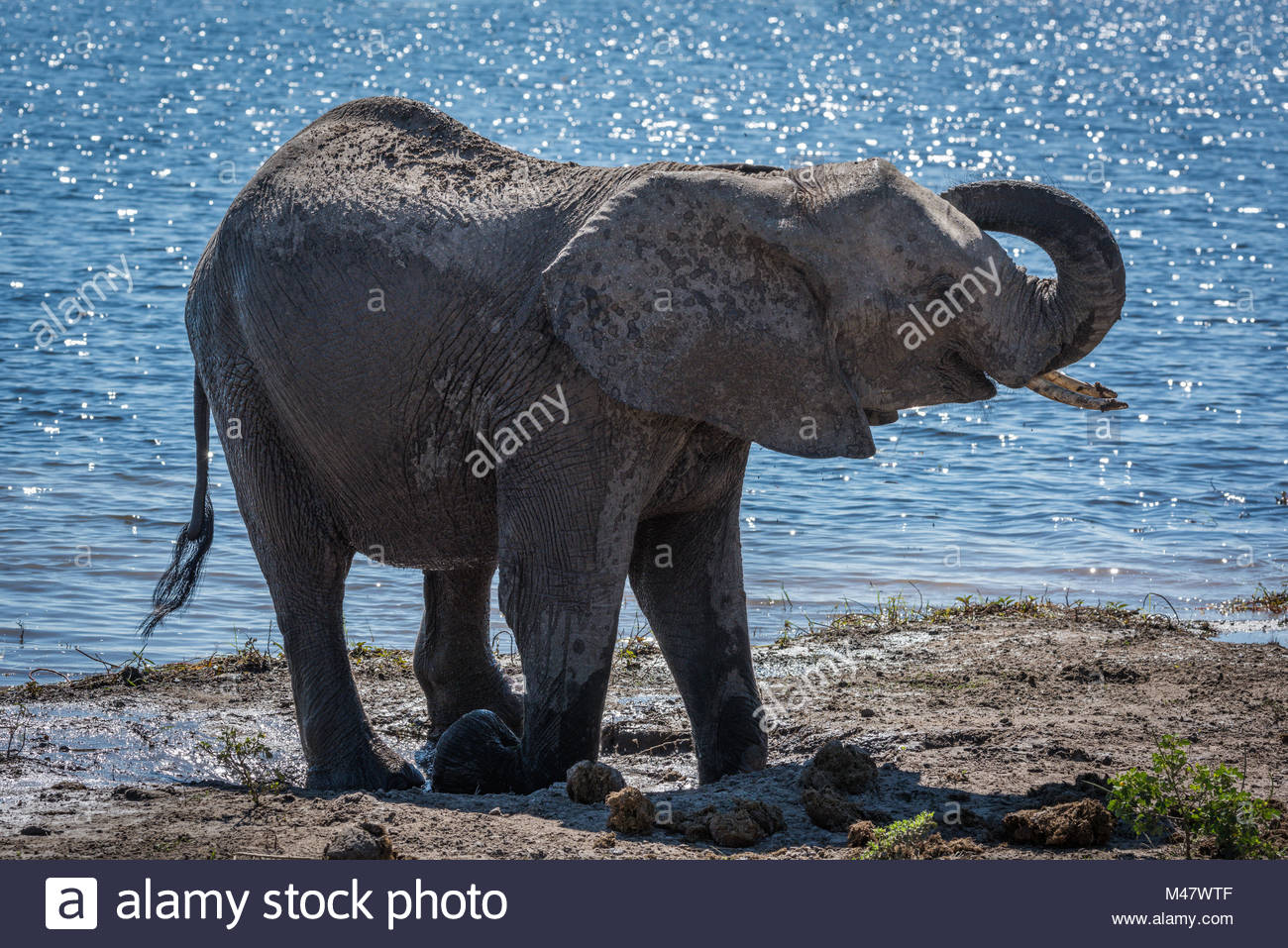 African Elephant Lifting Stock Photos & African Elephant Lifting Stock