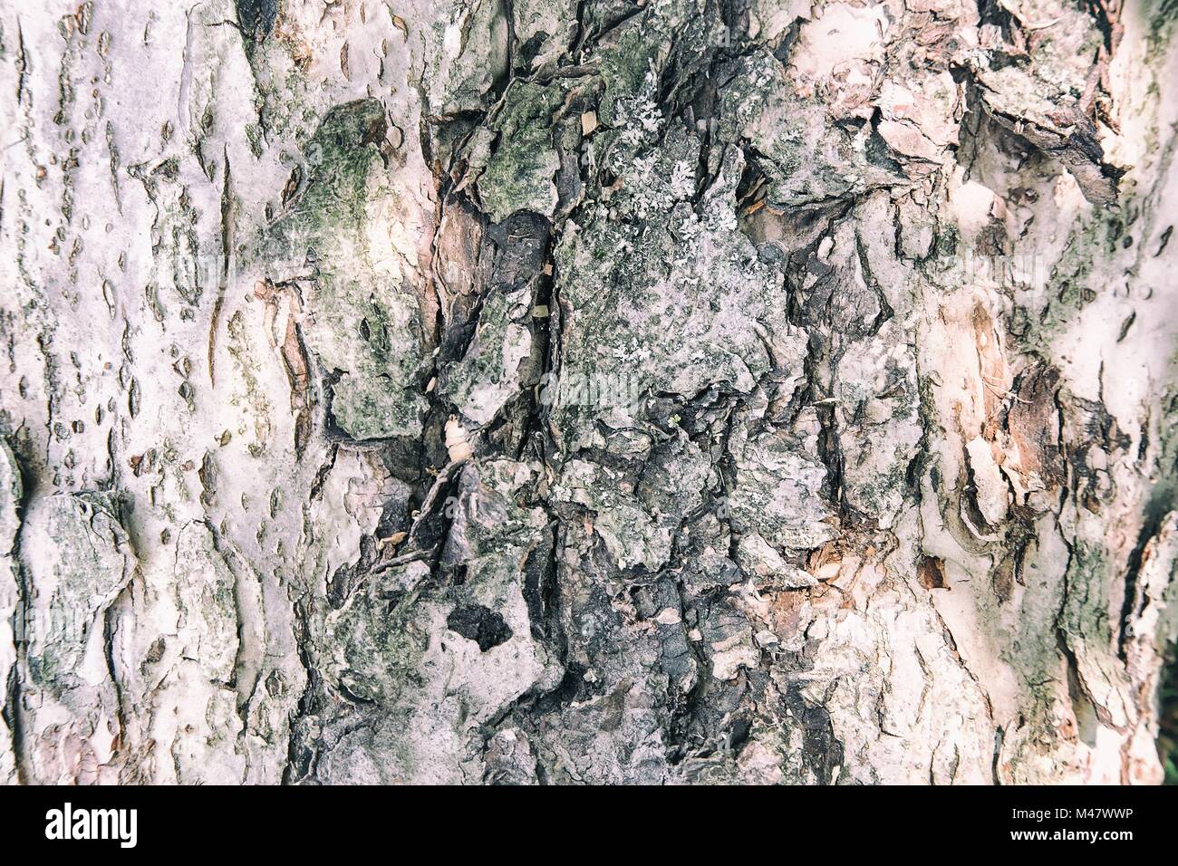 The trunk of an old tree foreground ( background image). Stock Photo