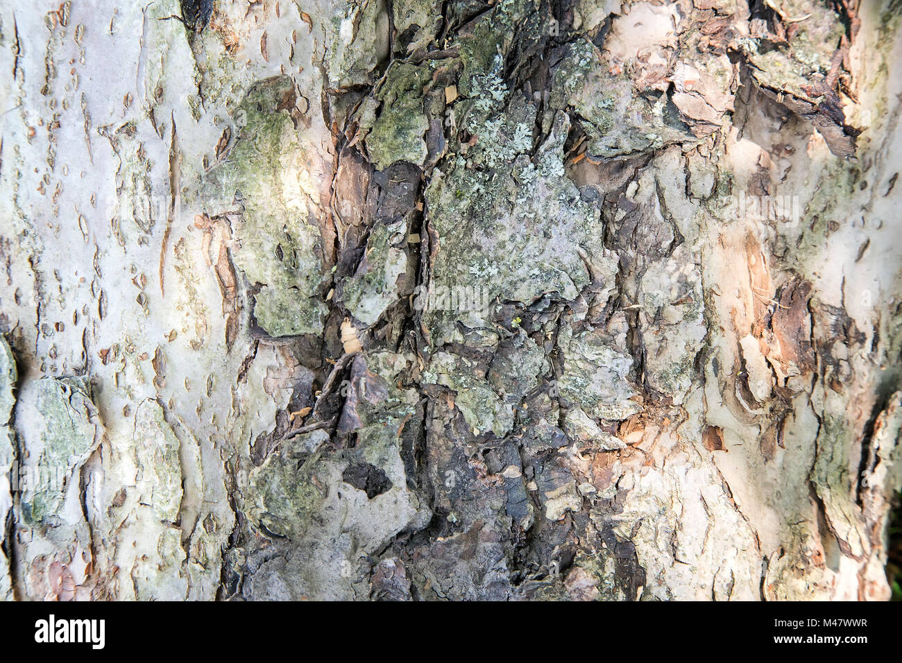 The trunk of an old tree foreground ( background image). Stock Photo