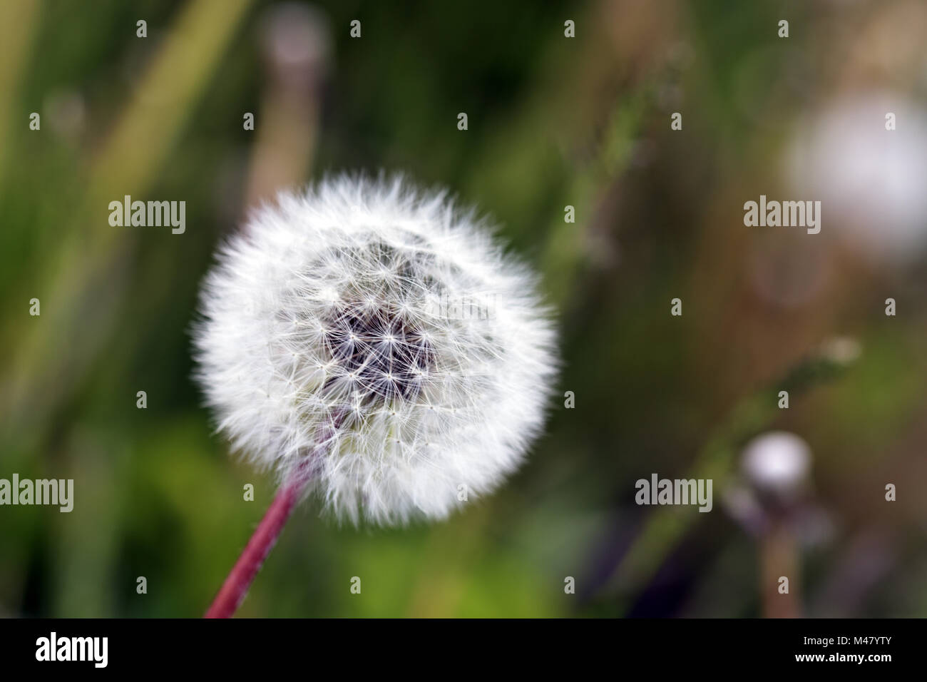 Fluffy white dandelion Stock Photo - Alamy