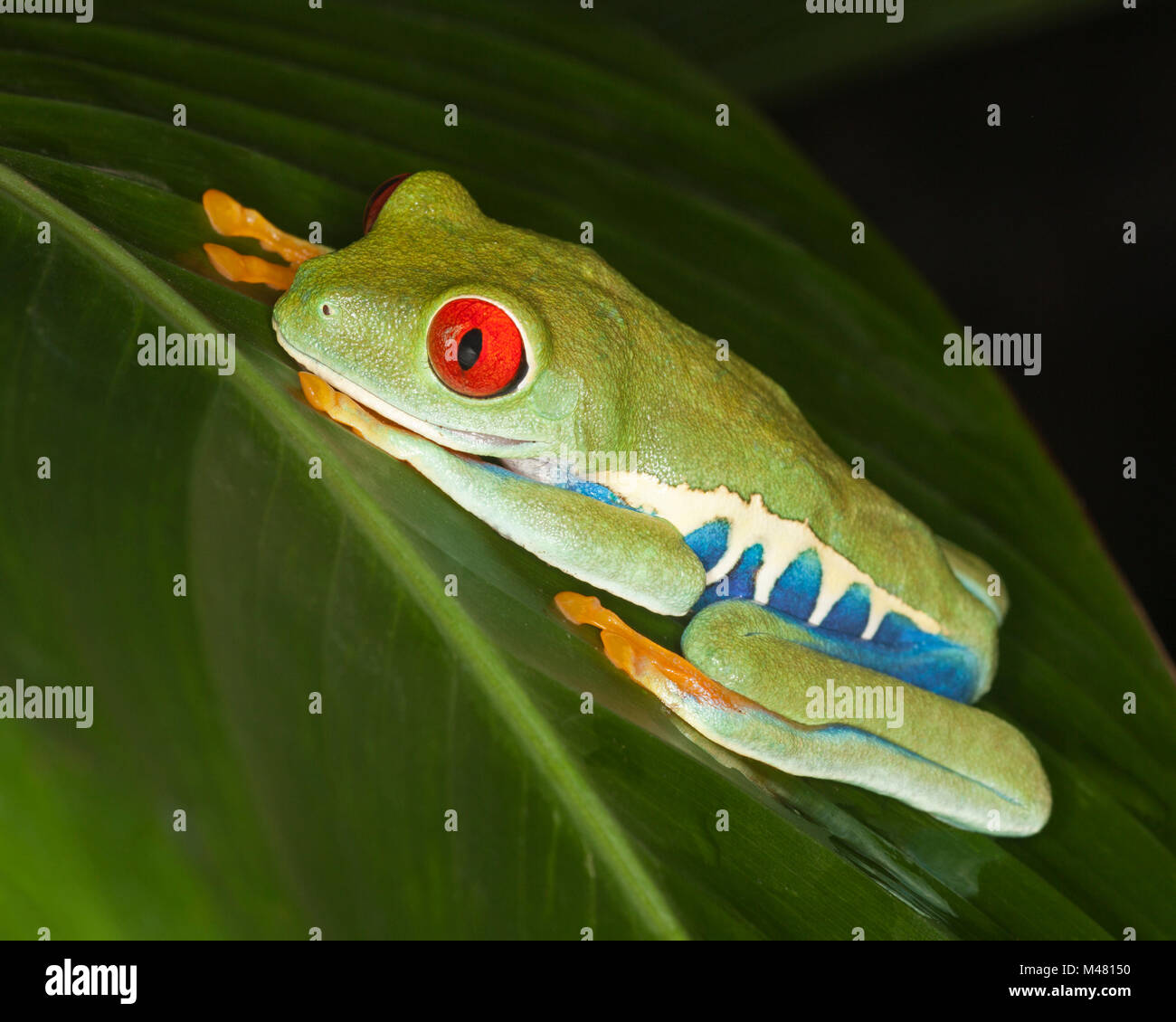 Red-eyed Tree frog (Agalychnis callidryas) on rainforest leaf, also known as Red-eye Leaf Frog Stock Photo