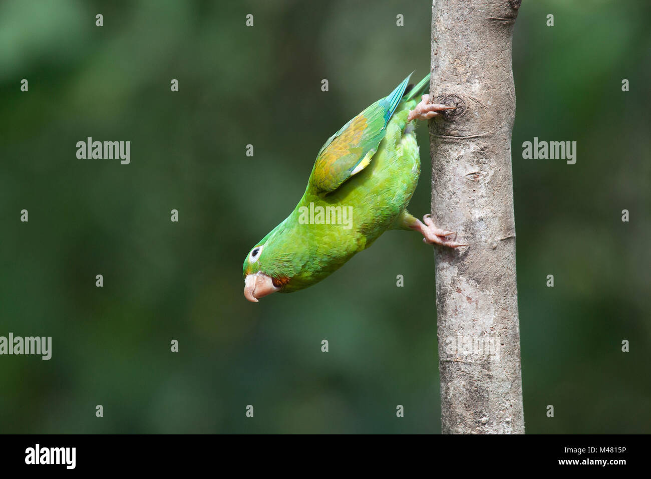 Orange-chinned Parakeet (Brotogeris jugularis) hanging from tree trunk Stock Photo