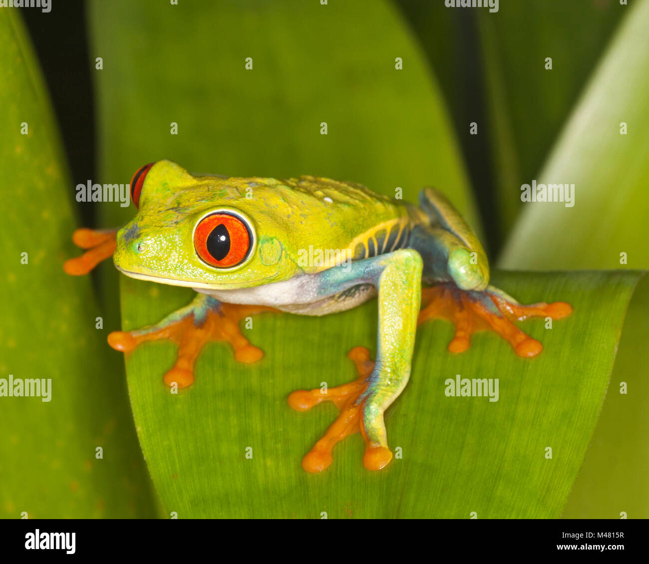 Red-eyed Tree frog (Agalychnis callidryas) on rainforest leaf, also known as Red-eye Leaf Frog Stock Photo