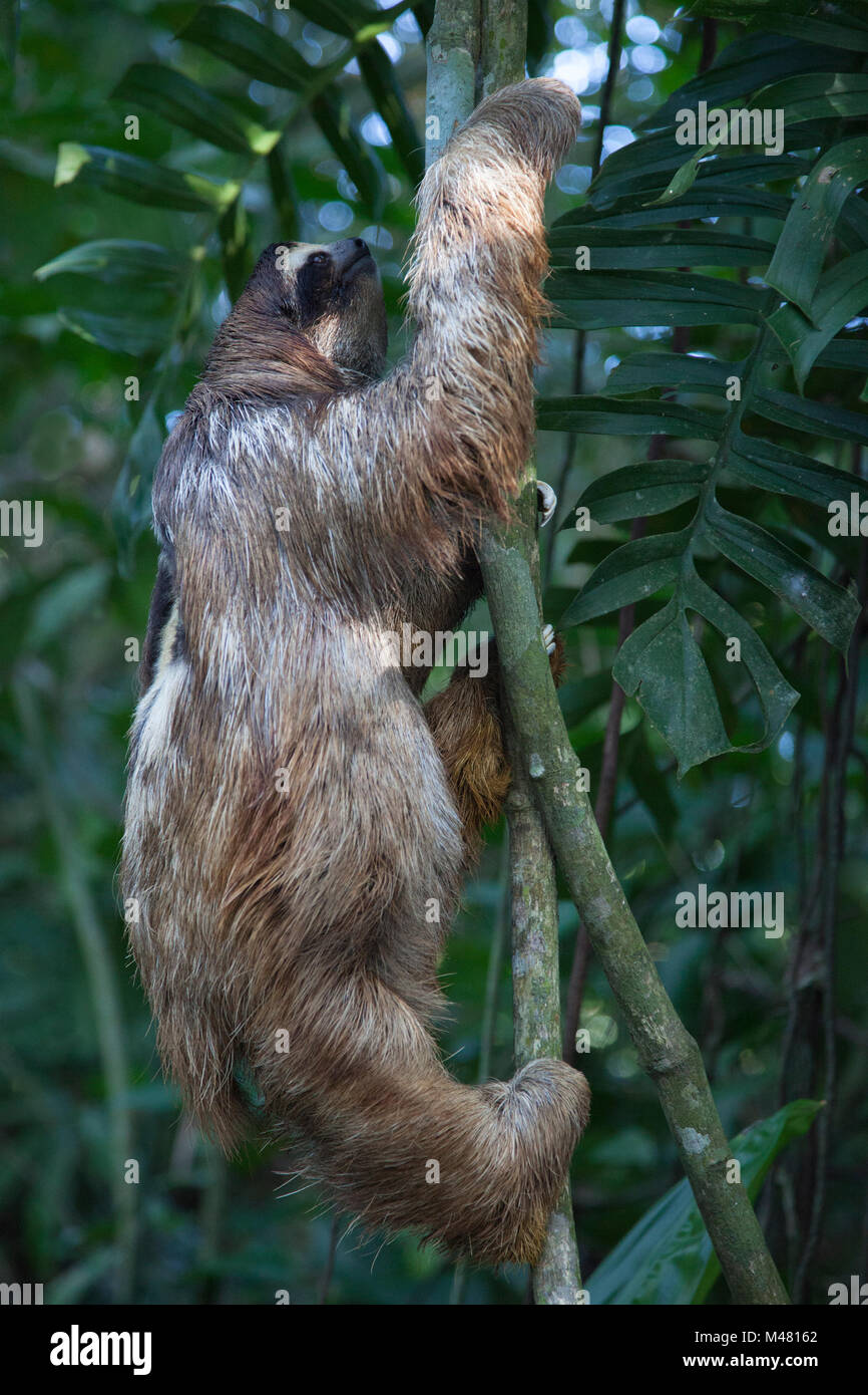 Brown-throated Three-toed Sloth (Bradypus variegatus) climbing up tree in sloth sanctuary, Costa Rica Stock Photo