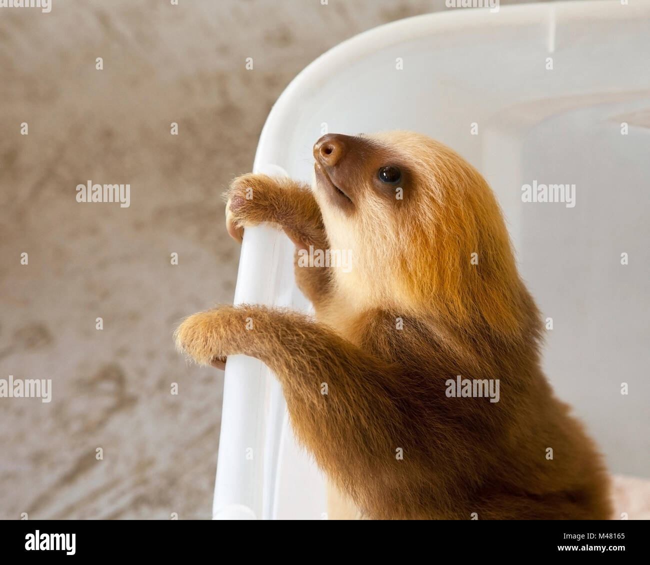 Orphan Hoffmann's Two-toed Sloth (Choloepus hoffmanni) during play time at the Sloth Sanctuary Stock Photo