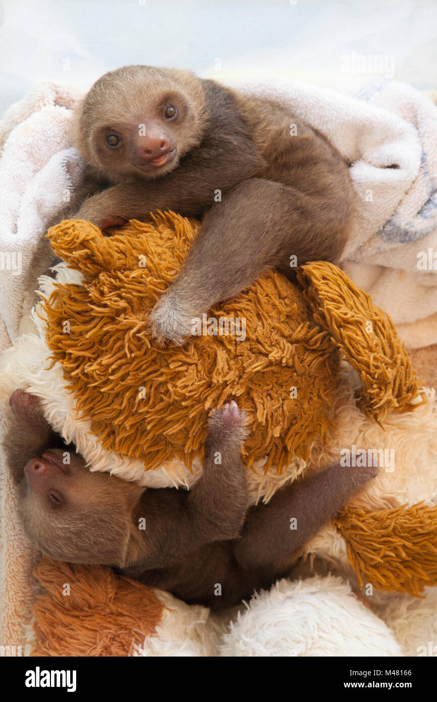 Orphan Hoffmann's Two-toed Sloths (Choloepus hoffmanni) during play time at the Sloth Sanctuary Stock Photo