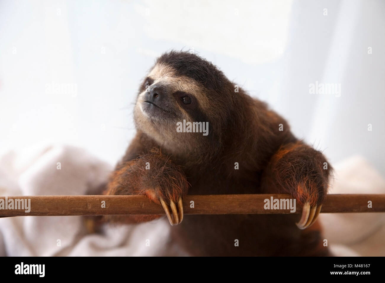 Baby brown-throated three-toed sloth (Bradypus variegatus) during play time in nursery at a sloth sanctuary Stock Photo