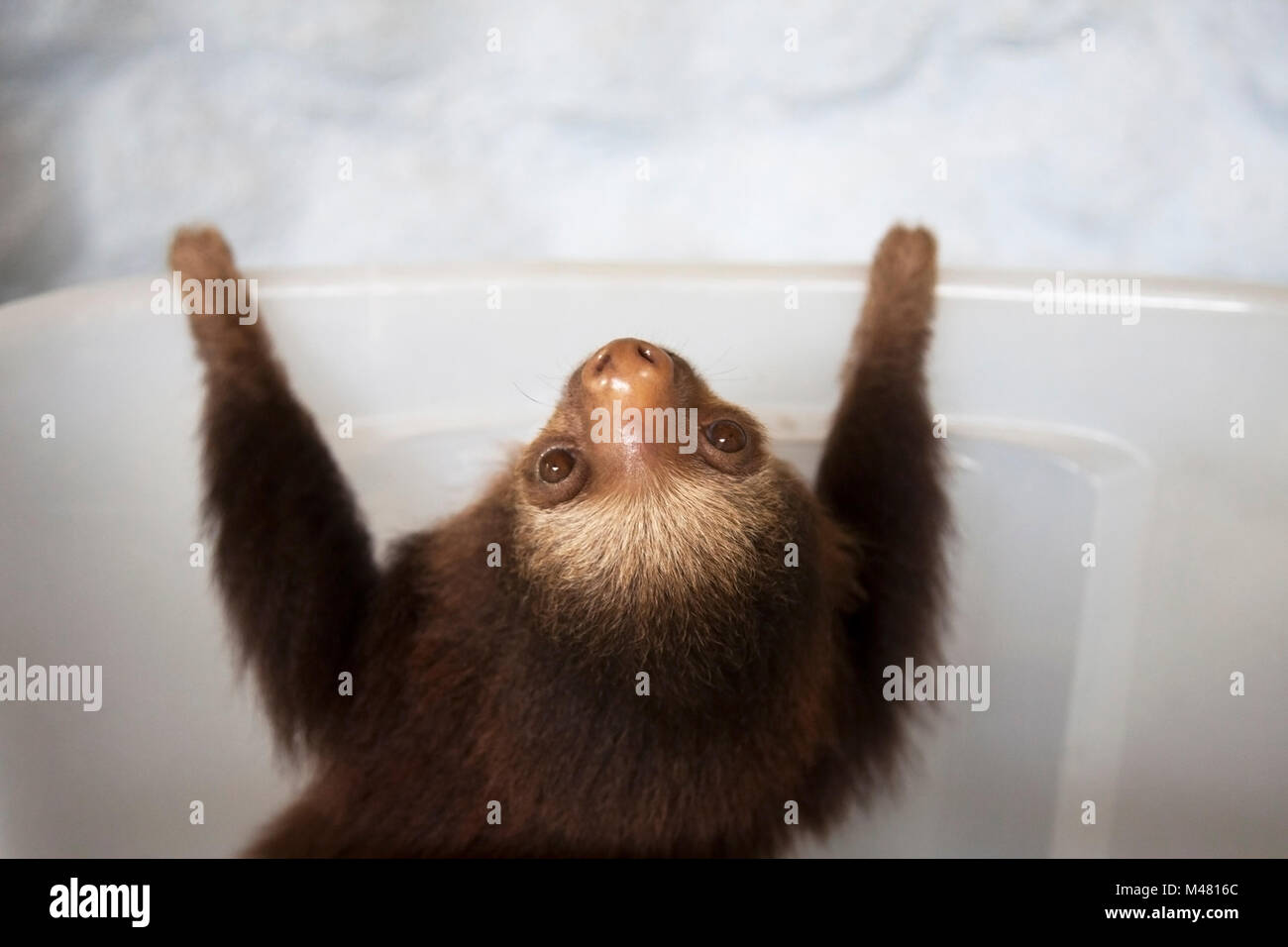 Orphan Hoffmann's Two-toed Sloth (Choloepus hoffmanni) during play time at the Sloth Sanctuary Stock Photo