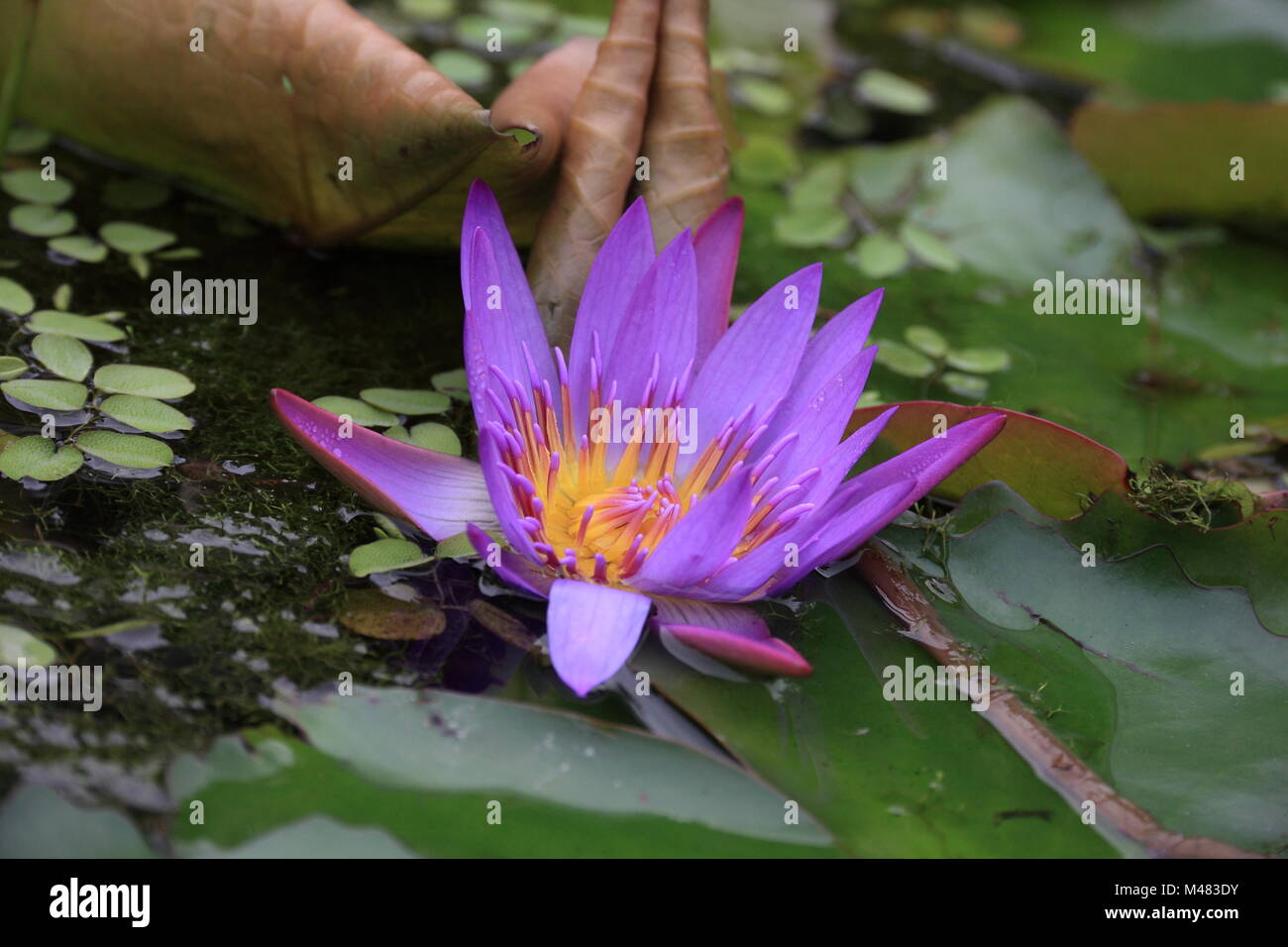 Lilac colored water lily Stock Photo