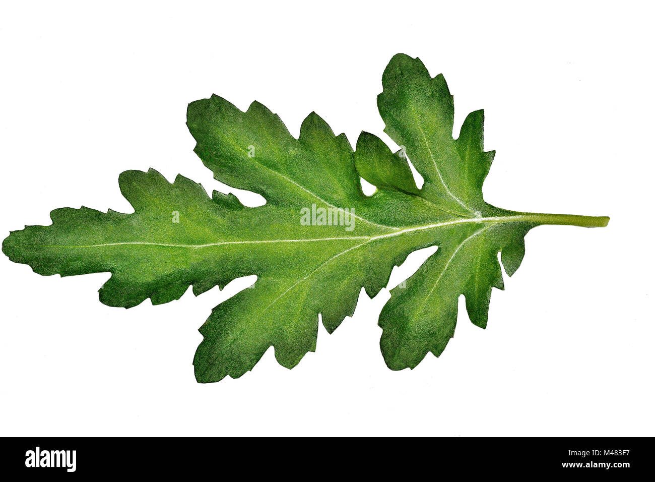 Carved beautiful chrysanthemum leaf closeup isolated on white background Stock Photo