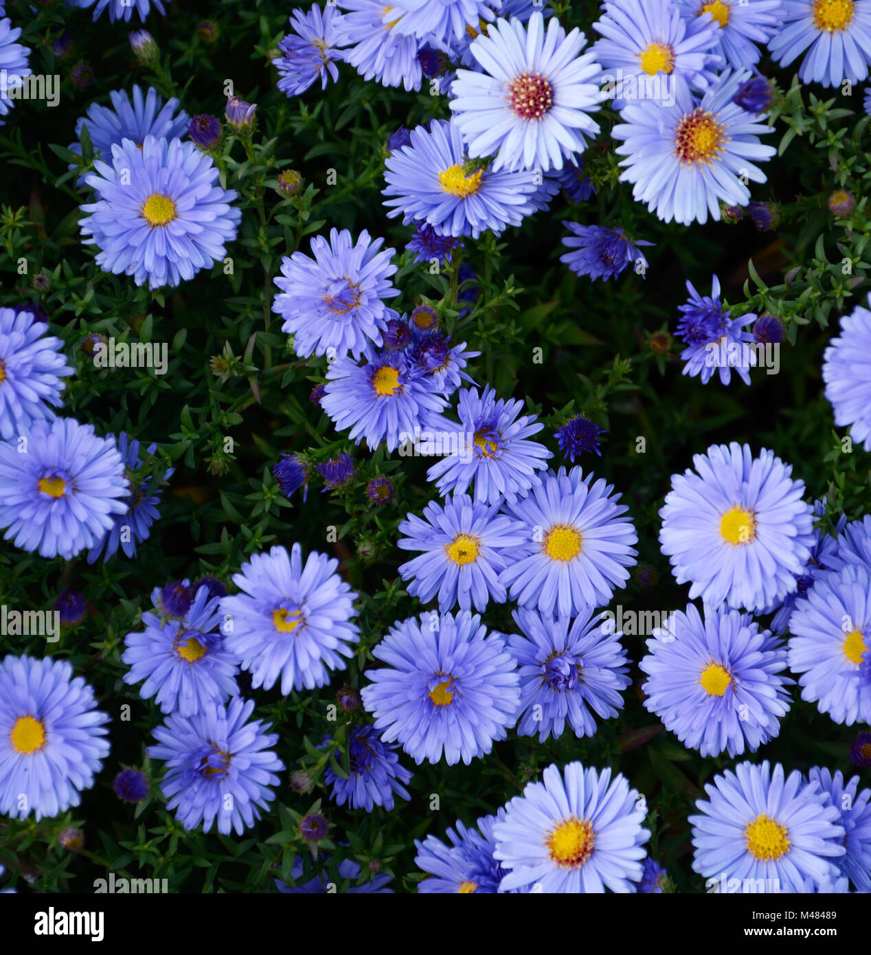 Small garden Astra flowers Stock Photo Alamy